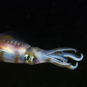 Sepioteuthis lessoniana