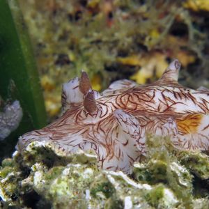 Platydoris cruenta