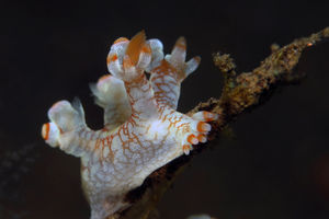Bornella stellifera
