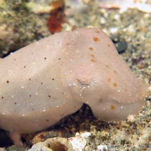 Sepia latimanus