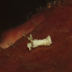 白翼蓑海蛞蝓