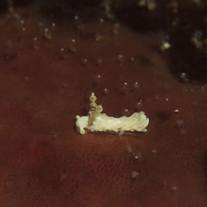 白翼蓑海蛞蝓