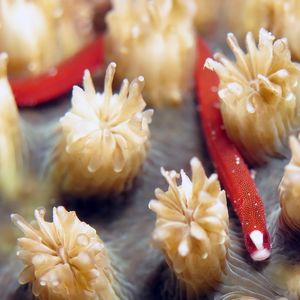 Bulbonaricus brauni