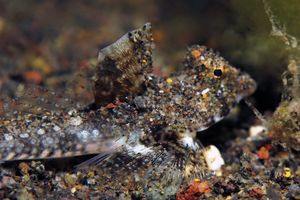 Callionymus superbus