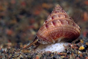 Calliostoma zizyphinum