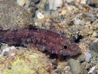 哈氏硬皮虾虎鱼