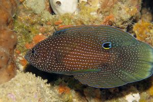 Calloplesiops altivelis