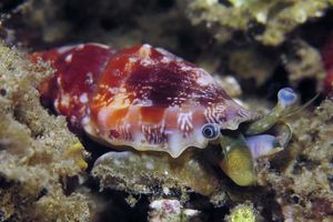 Tridentarius dentatus