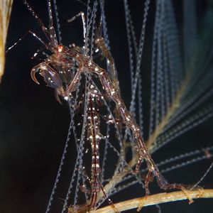 Liropus