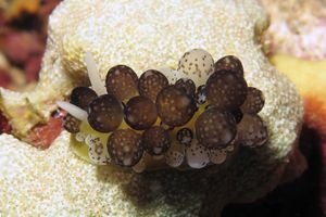 Ceratophyllidia africana