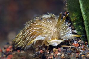 Novaeolidiella janae