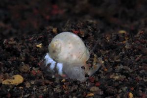 Naticarius alapapilionis