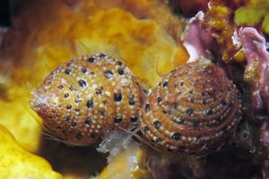 Clanculus margaritarius