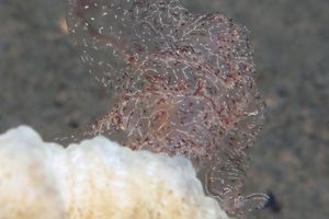 Coeloplana (Benthoplana) meteoris