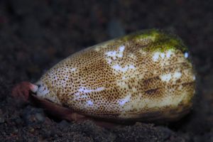 Conus arenatus