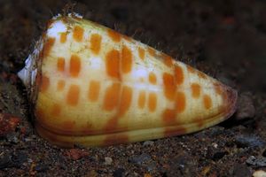 Conus tessulatus