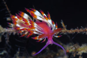 Coryphellina delicata