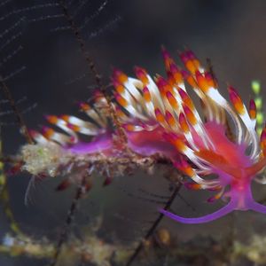 Coryphellina delicata