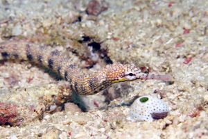 Corythoichthys polynotatus