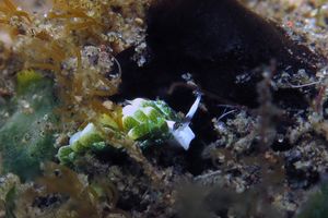 Costasiella fridae