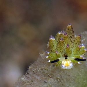 小绵羊海蛞蝓