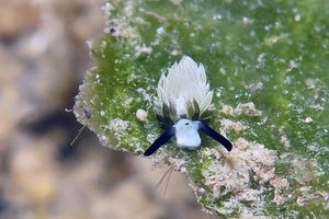Costasiella usagi