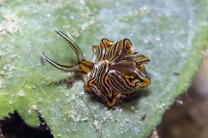 Cyerce nigra