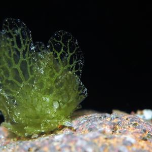 美叶科海蛞蝓