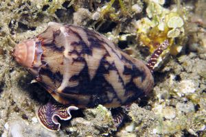 Cymbiola vespertilio