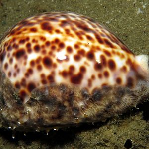 Cypraea tigris