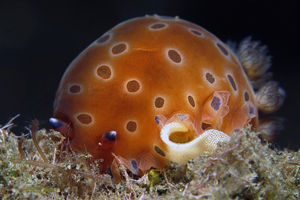 Dendrodoris guttata