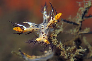 Dendronotus regius