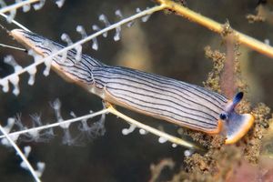 Dermatobranchus striatus