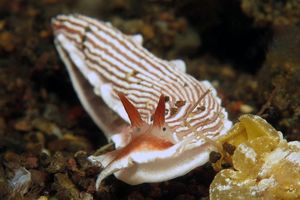 Dermatobranchus rubidus