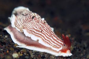 Dermatobranchus rubidus
