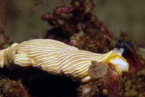 Dermatobranchus albus