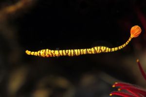 Doryrhamphus