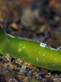 未被描述的海天牛