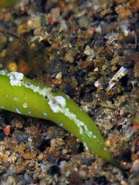 未被描述的海天牛