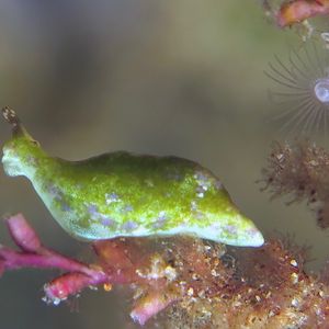 Elysia pusilla