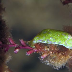 Elysia pusilla