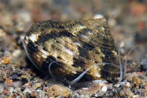 Ethminolia stearnsii