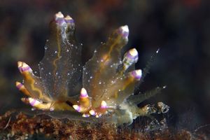 Eubranchus mandapamensis