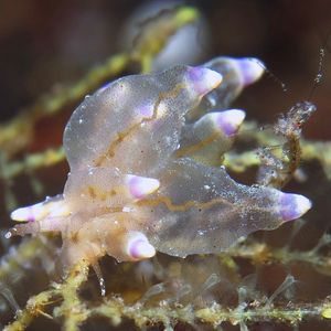 Eubranchus mandapamensis