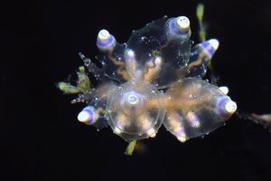 Eubranchus mandapamensis