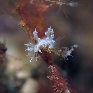 Eubranchus
