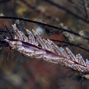 Eubranchus
