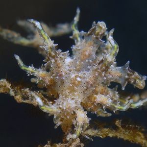 Eubranchus virginalis