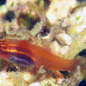 Eviota atriventris
