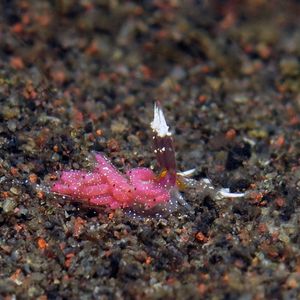 Favorinus mirabilis